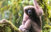 Skywalker Hoolock Gibbon